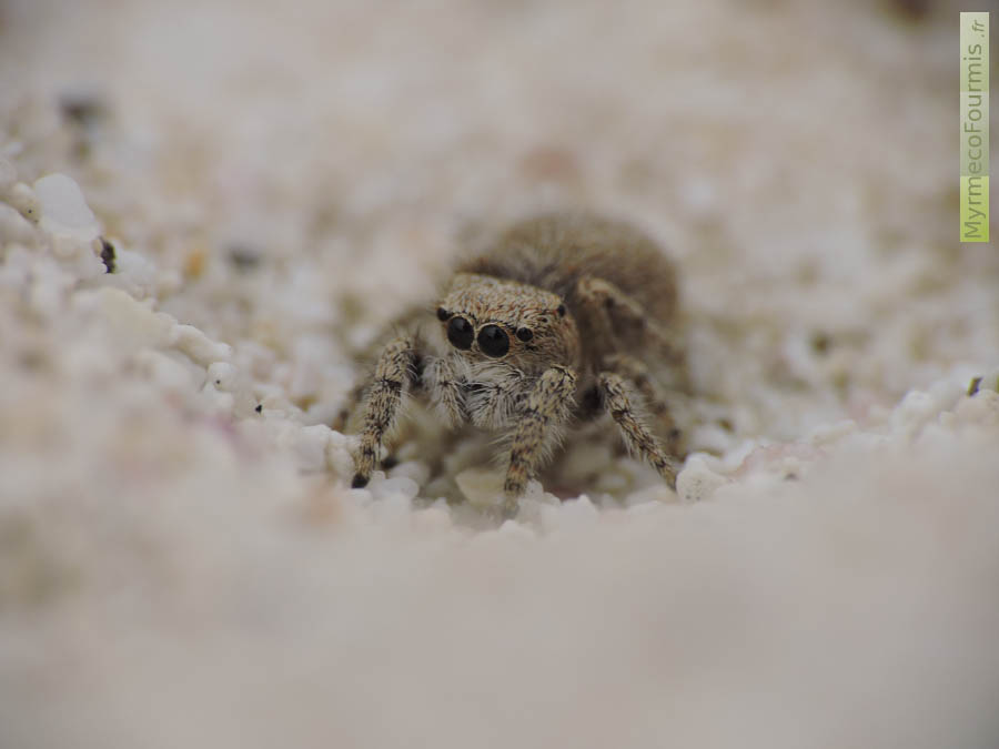 Photographie d'une araignée de la famille des Salticidae photographiée au parc naturel de Corralejo, dans les dunes de sable blanc de l'Atlantique. Photographie macro prise sur l'Île de Fuerteventura, aux Îles Canaries.