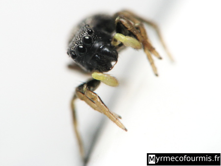Salticidae Heliophanus sp, araignée sauteuse noire et jaune vue de face sur fond blanc.