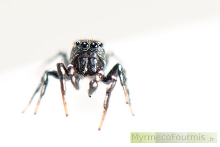 Mâle noir à points blanc et pattes brunes d'araignée sauteuse de l'espèce Heliophanus tribulosus (arachnides, salticidae) sur fond blanc.