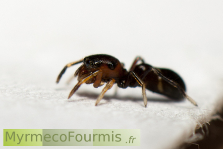 Petite araignée sauteuse de la famille des Salticidae, cette araignée ressemble à une fourmi, elle est dite myrmécomorphe.