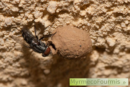 Une mouche parasite visite le nid d'une guêpe potière.