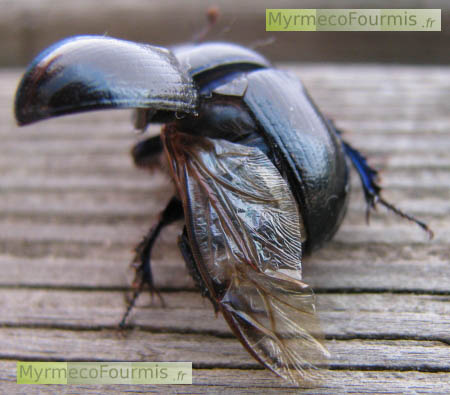 Macrophotographie d'une aile de scarabée (Geotrupes).