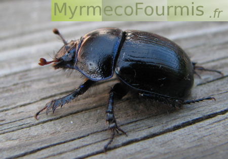 Macrophotographie de profil pour ce scarabé.