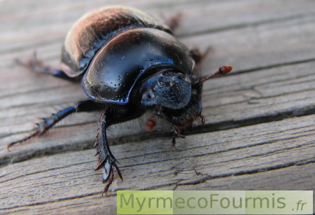 Photo de face du scarabé.