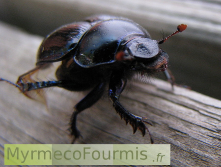 On voit ici le scarabé en train de se lisser les ailes, à l'aide de sa patte arrière.