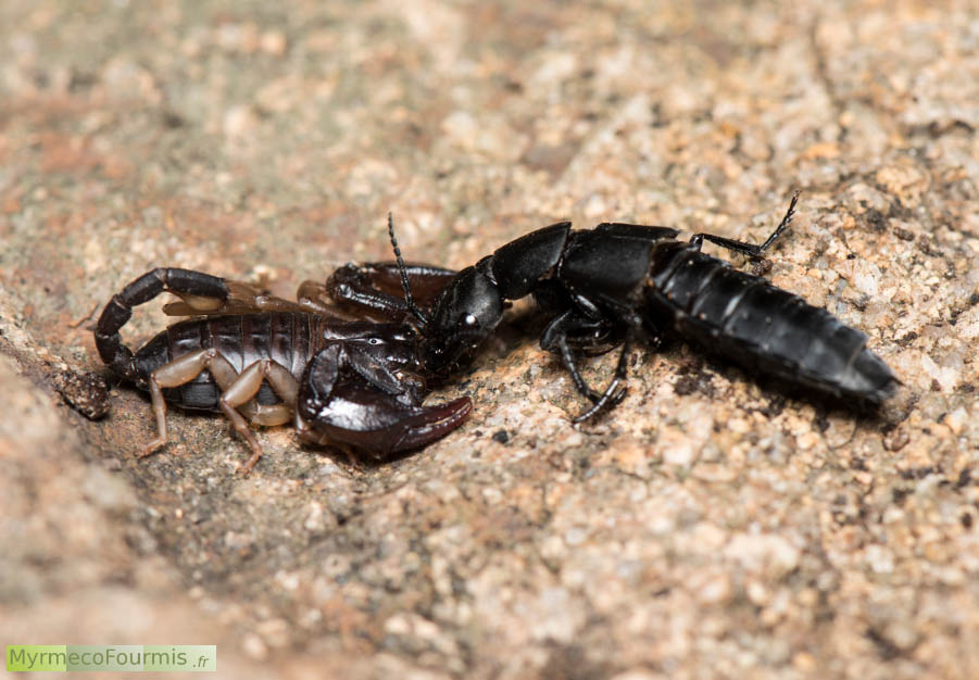 Scorpion de Corse pris en photo avec sa proie entre les chélicères : un staphylin géant proche de l’espèce Staphylinus olens, le staphylin odorant. Les petits scorpions européens sont principalement insectivores, leur alimentation se compose d’insectes qu’ils capturent et mangent une fois cachés sous les pierres. JPEG - 585 ko