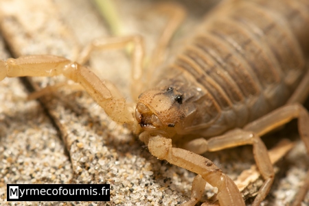 Scorpion jaune français, Buthus occitanus, vue en gros plan de sa tête avec des yeux noirs.