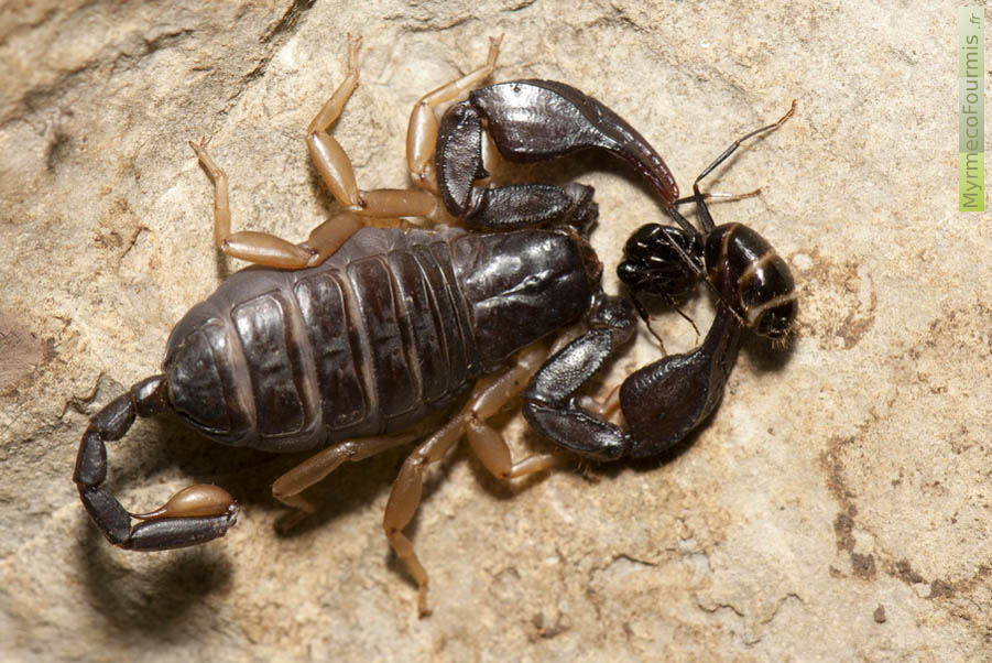 Un petit scorpion à pattes jaunes, Euscorpius flavicaudis, a capturé une fourmi avec ses pédipalpes et s'aprête à la manger. Ce petit scorpion présent en France a été photographié en Ardèche.