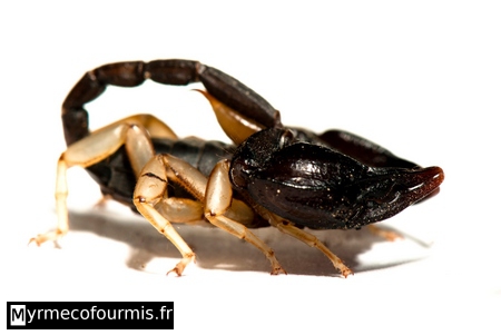 Scorpion noir français Euscorpius flavicaudis, capturé dans toute sa splendeur. Sur un fond blanc, ses pinces saisissantes, son corps sombre et sa queue jaune contrastent de manière spectaculaire. Chaque segment de son exosquelette est net et détaillé, permettant d'apprécier pleinement la complexité de cette créature fascinante.