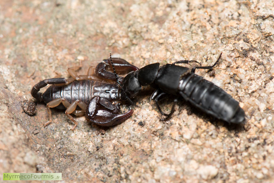 Photo macro d'un scorpion de Corse ayant capturé, en guise de nourriture, un grand coléoptère de la famille des staphylins (probablement un staphylin odorant). Les proies des staphylins sont souvent des insectes, ils sont en effet insectivores et mangent des insectes très variés.