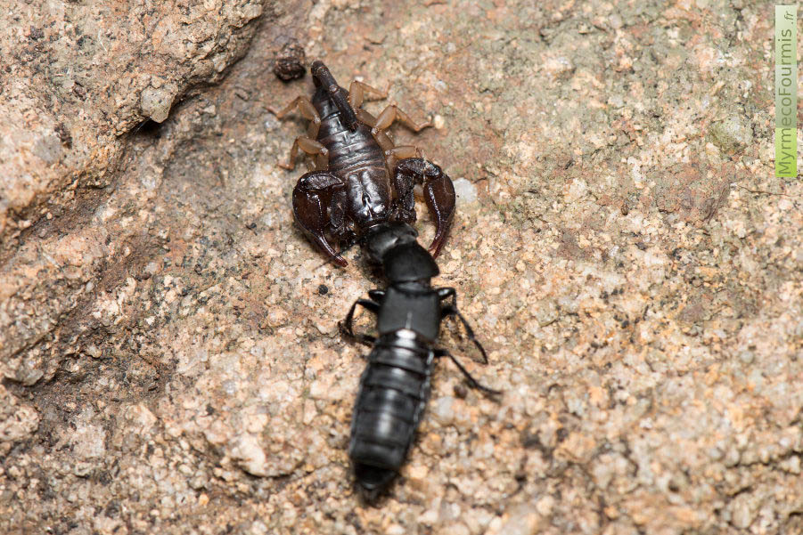 Un petit scorpion Corse aux pattes jaunes, proche de Euscorpus flavicodis, a capturé un grand staphylin noir. Les scorpions mangent des insectes, ils capturent leurs proies vivantes et se cachent pour les consommer sous les pierres et les branches tombées au sol.