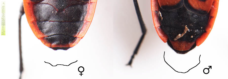 Photographie des abdomens des punaises gendarmes (Pyrrhocoris apterus) vus de dessus sur fond blanc avec schéma permettant de différencier les punaises mâles des femelles. JPEG - 165.4 ko