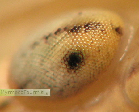 Photographie macro en gros plan sur l'oeil composé d'un insecte, un phasme de l'espèce Sipyloidea sipylus.