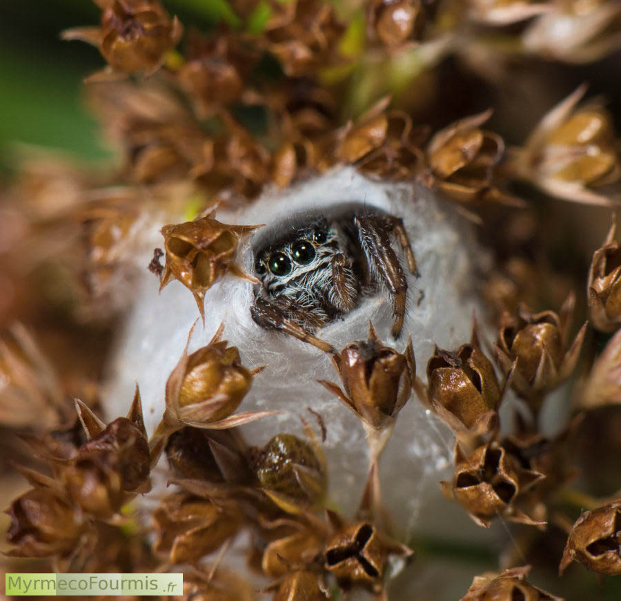 Photographie d'une araignée sauteuse (Salticidae) de l'espèce Sitticus floricola, cachée dans sa loge faite de soie.