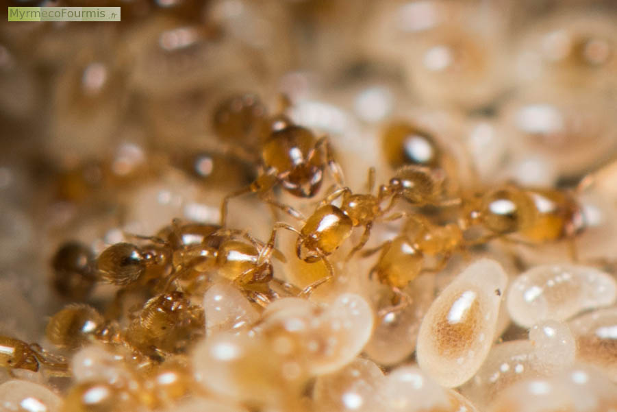 Photographie macro d’une fourmilière de Solenopsis fugax avec des petites ouvrières jaunes prennant soin des larves et une grosse ouvrière en arrière plan. Corse, Mai 2016. JPEG - 496.4 ko