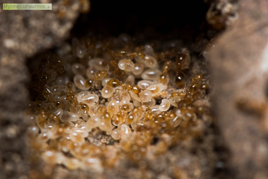 Photographie de la salle d'une fourmilière de fourmis de l'espèce Solenopsis fugax. On voit de nombreuses petites ouvrières jaunes presque transparentes prennant soin des larves blanches.