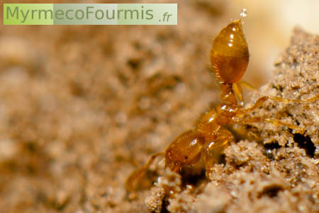 Une ouvrière de fourmi jaune Solenopsis fugax vue de profil pointe son dard en l'air avec une gouttelette de venin, sur fond de terre.