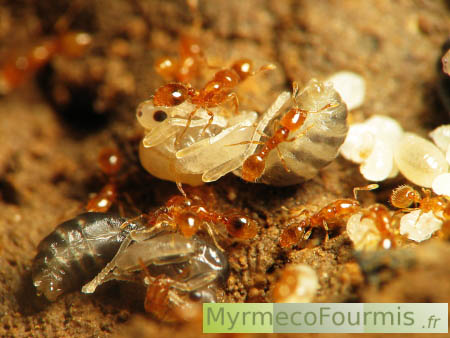 Fourmis voleuses de l'espèce Solenopsis fugax avec des ouvrières de couleur jaune et de différentes tailles défendant une nymphe de princesse et leurs larves, dans un nid.