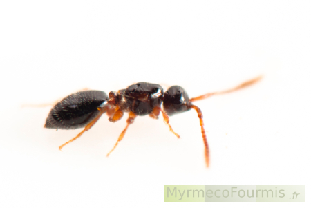 Un petit hyménoptère qui parasite les fourmis du genre Solenopsis.
