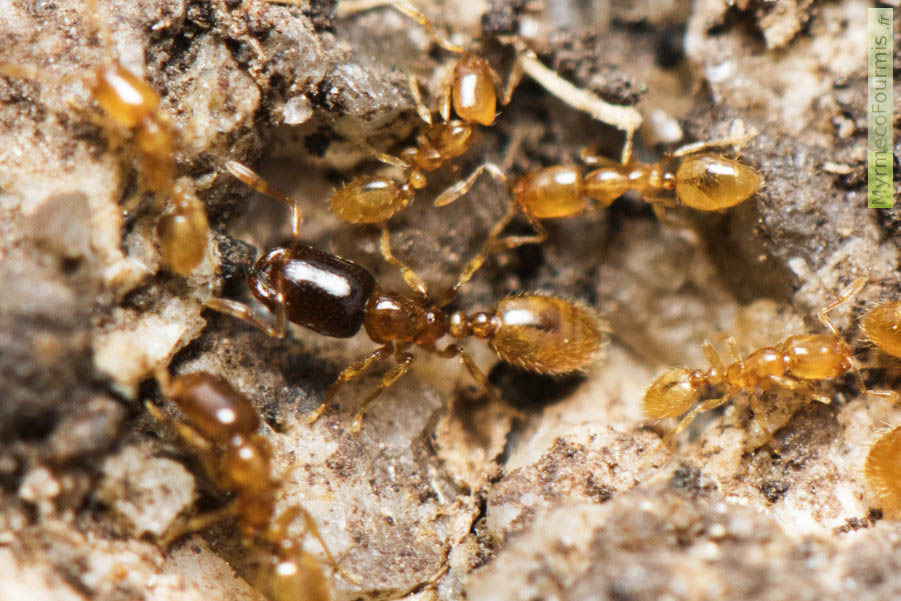 Une fourmi Solenopsis orbula, ouvrière major à la tête brun sombre, accompagnée de cinq ouvrières Solenopsis orbula minor entièrement jaunes dorées, à l’intérieur leur fourmilière, sous un gros rocher de Corse, dans les Îles Lavezzi. Mai 2016. Photographie macro. JPEG - 707.2 ko