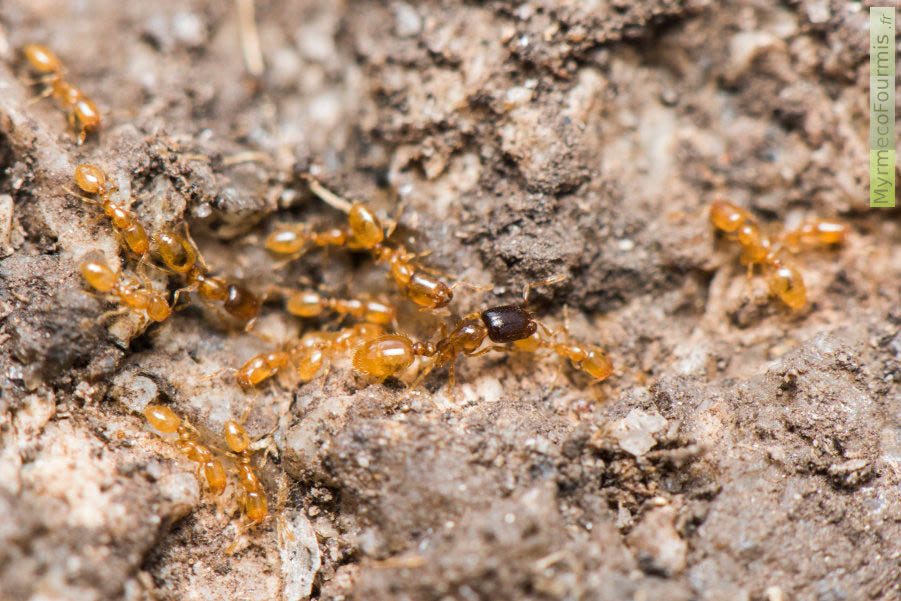 Plusieurs fourmis ouvrières de l'espèce Solenopsis orbula sous une pierre. On voit un major avec une tête brun sombre presque noir et son abdomen jaune, une ouvrière de taille intermédiaire à tête légèrement rembrunie, et de petites ouvrières minor entièrement jaunes.