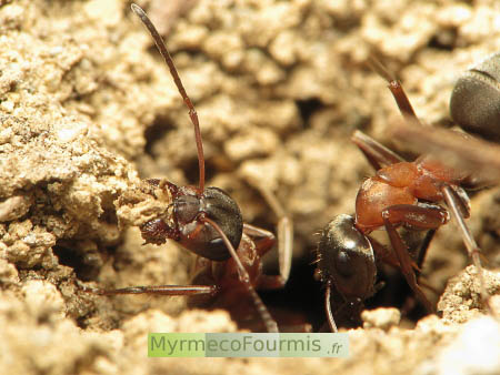 Deux fourmis rousses des jardins (Formica rufibarbis) avec un thorax orange et un corps noir mat creusent la terre de leur fourmilière pour l'agrandir.