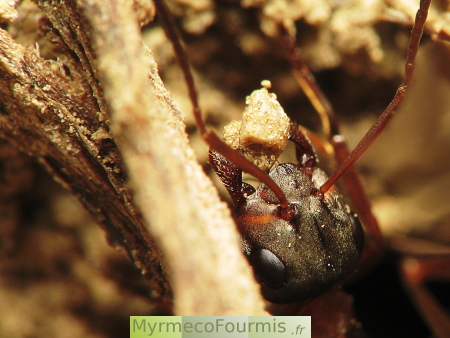 Formica rufibarbis, fourmis rousses des pelouses et jardins, transportant de la terre hors du nid après la pluie.
