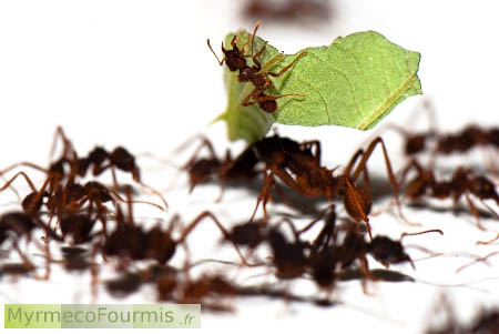 Une petite ouvrière minor d'Acromyrmex subterraneus défend une grande ouvrière major qui porte une feuille, fourmis parasols ou champignonnistes.