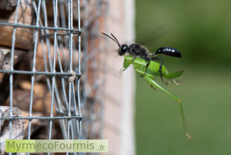 Isodontia mexicana transportant une sauterelle verte.