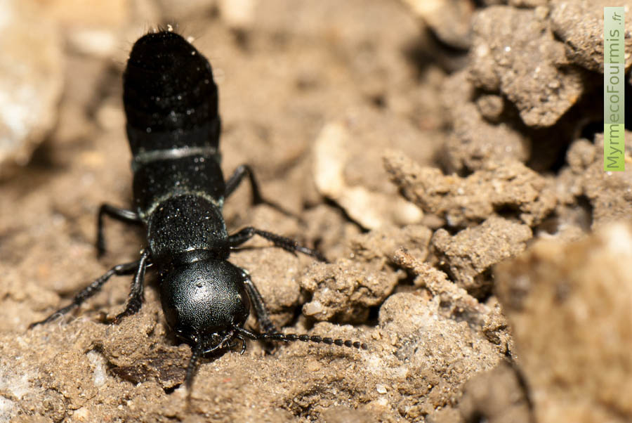 Un coléoptère noir de la famille des staphylins qui relève son abdomen comme un scorpion. Position de défense du staphylin odorant Ocypus olens.