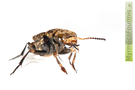 Les mandibules du staphylin tessellé sont très développées, cet insecte s’attaque principalement à d’autres coléoptères nécrophages et coprophages. JPEG - 68.3 ko
