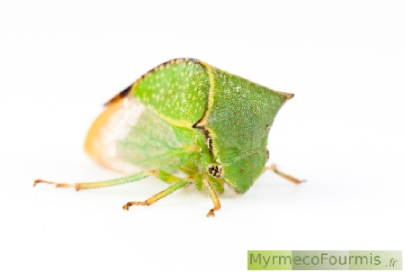 Une cicadelle bison verte sauteuse avec une forme bizarre.