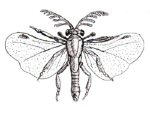 Mâle strepsiptère, insecte de l'ordre des Strepsiptera. Dessin par Halvard Hatlen, domaine public, modifié par myrmecofourmis.fr.
