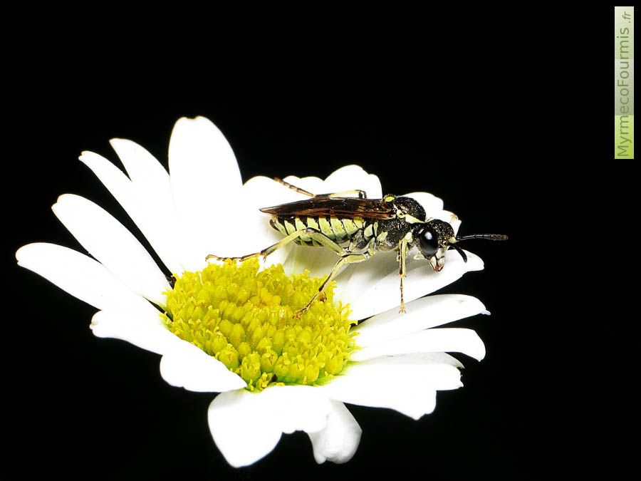 Un hyménoptère symphyte de l'espèce Tenthredo notha posé sur une fleur blanche à coeur jaune. Ce petite hyménoptère est noir et blanc cassé ou jaune, il n'y a pas de séparation nette entre son thorax et son abdomen. Macrophotographie en montagne.