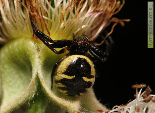 Une araignée femelle de l'espèce Synema globosum (Thomisidae) photographiée sur une fleur de ronce, les pattes avant écartées dans l'attente d'une proie.