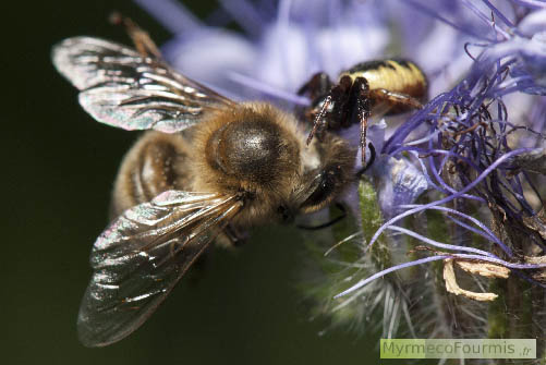 Photo d'une araignée de l'espèce Synema globosum avec sa proie, une abeille sociale (Apis mellifera). Photographiée sur une fleur de phacélie.