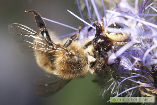 Synema globosum capturant une abeille