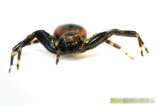 Une araignée crabe de l'espèce Synema globosum au corps rouge et noir. Macrophotographie de face sur fond blanc.