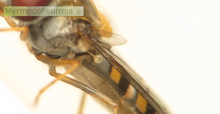 Gros plan sur l'abdomen d'un insecte, une mouche de la famille des syrphes ressemblant à une fausse guêpe.