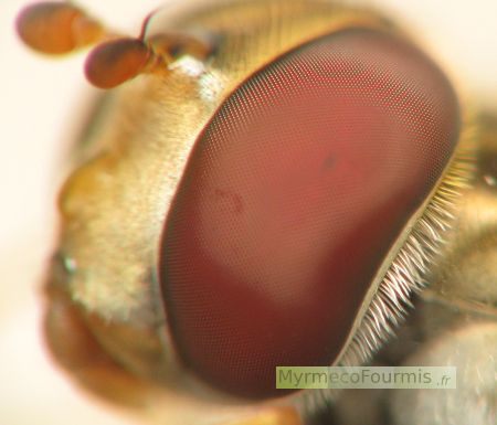 Oeil composé d'un insecte, une mouche syrphe. L'oeil est rouge et fait de nombreuses facettes.