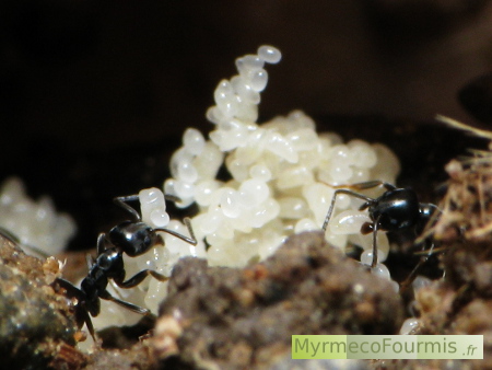Nid de fourmis dans une coquille vide d'escargot.