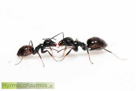 Tapinoma nigerrium, fourmi invasive