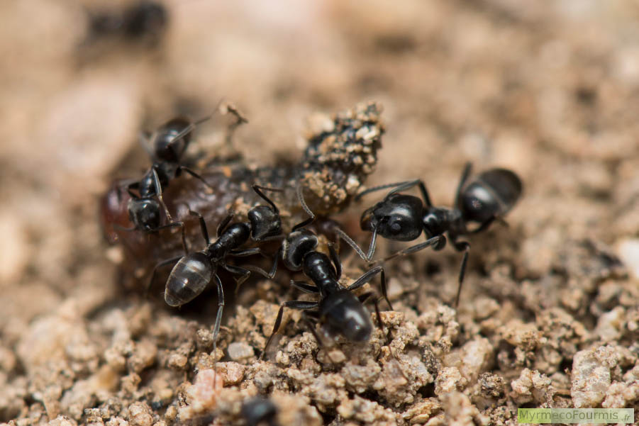 Quatre ouvrières de fourmis de l'espèce Tapinoma nigerrimum ramènent une proie dans leur fourmilière.