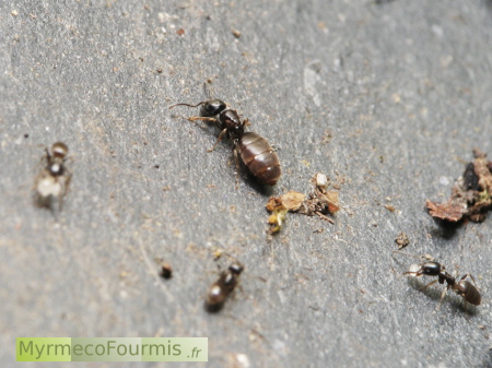 Reine fourmi de la fourmilière sur une ardoise.