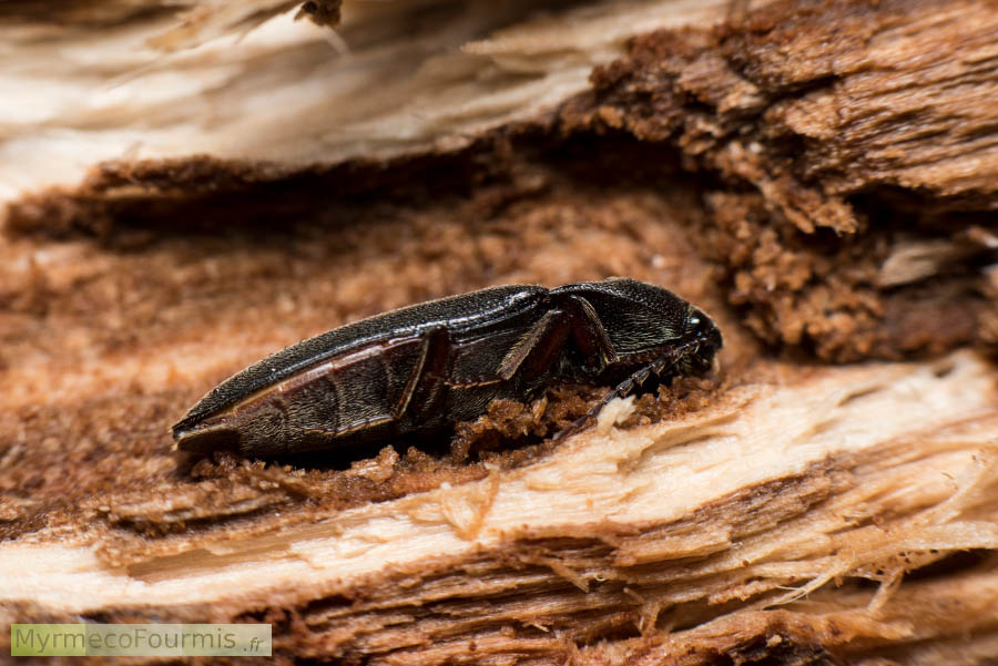 Taupin noir dans l'écorce d'un arbre. Coléoptère de la famille des Elateridae ou taupins, probablement Hemicrepidius hirtus.