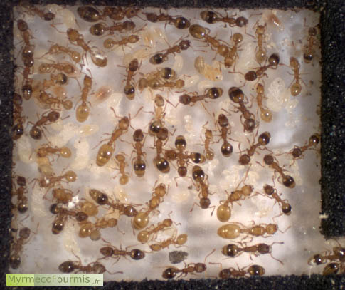 Vue d'une fourmilière de fourmis brunes des glands Temnothorax nylanderi parasitées par des cestodes, sortes de ténias des fourmis.