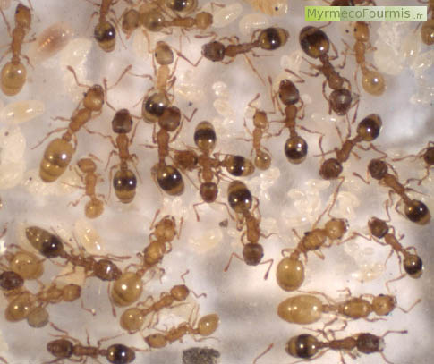 Une colonie de petites fourmis brunes du genre Temnothorax avec des ouvrières jaunes et intercastes s'occupant de leurs larves. Les fourmis jaunes sont parasitées par des cestodes.