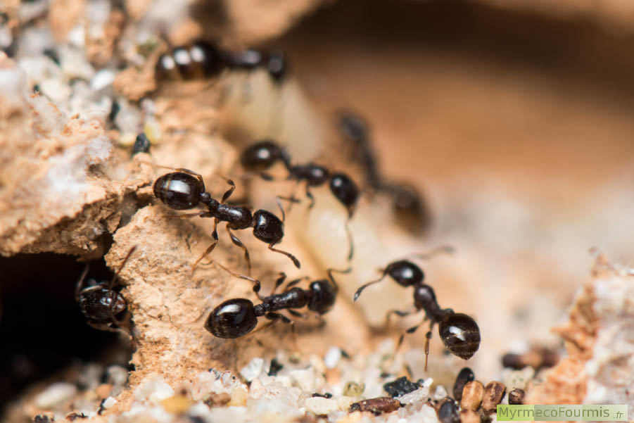 Photographies macro de Temnothorax exilis. Plusieurs petites fourmis ouvrières noires et lisses d’aspect brillant transportent des larves et nymphes à l’intérieur de leur fourmilière. JPEG - 492.1 ko