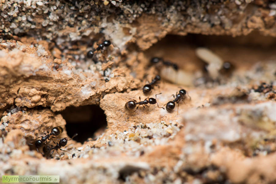 Temnothorax exilis, photos de plusieurs petites fourmis noires et brillantes, des ouvrières appartenant à l’espèce Temnothorax exilis, une espèce de fourmis présentes en Corse. Photographie de leur fourmilière dans une branche creuse. JPEG - 561.9 ko
