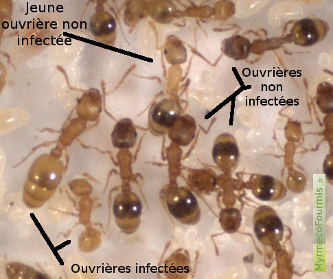 Photo de fourmis du genre Temnothorax parasitées et avec des morphologies intermédiaires entre castes ou intercastes.
